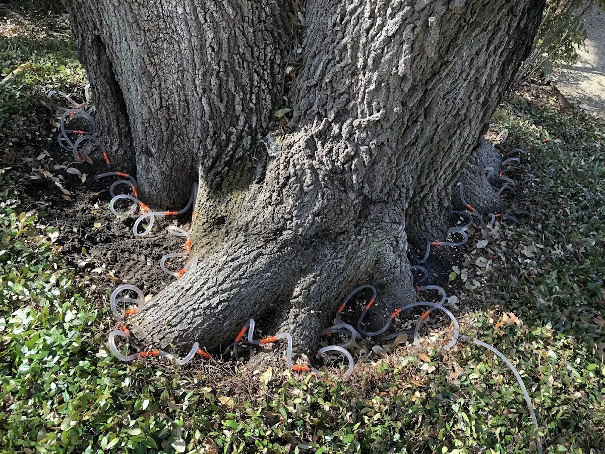 Detailed Tree Cabling and Bracing job site in Bonlee